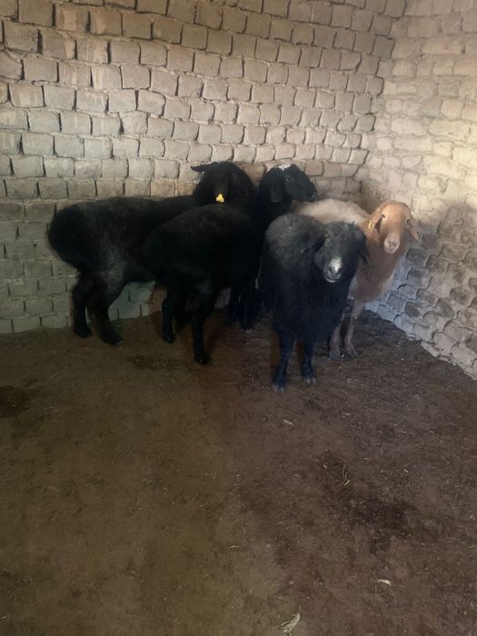 Қой сатылады Бараны