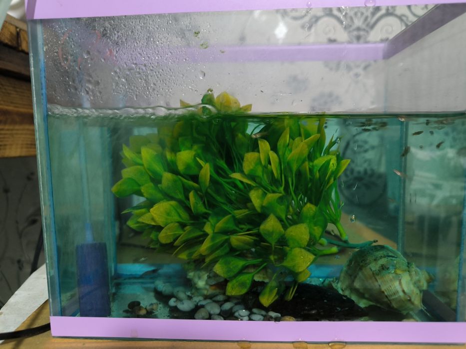 Продам аквариум можно как террариум