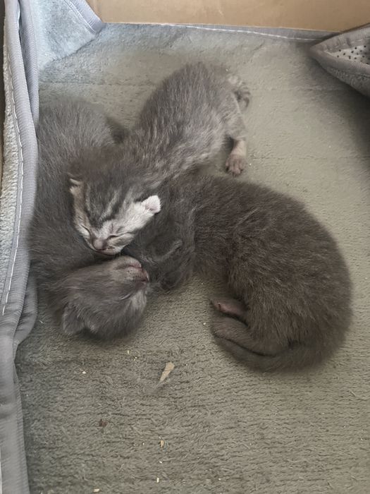 Шотландские котята