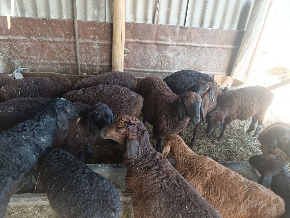 Тоқтылар сатылады келісімді