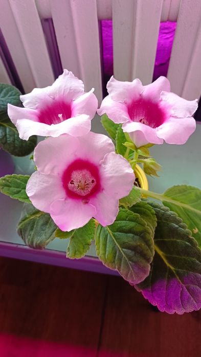 Продам глоксинии