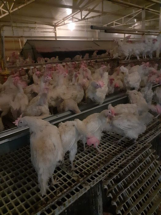 Găini albe tinere de ouă