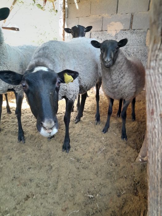 Рамановские овцы