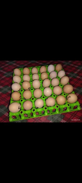 Oua incubat cu precomanda