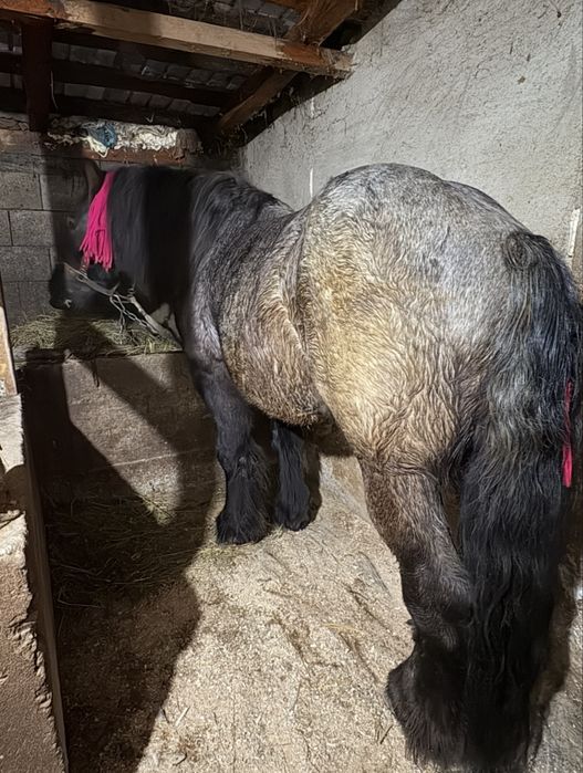 De vanzare doi armasarii,lucrati la padure