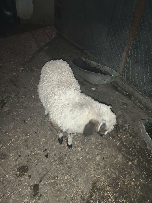 Vând sau schimb cu capră