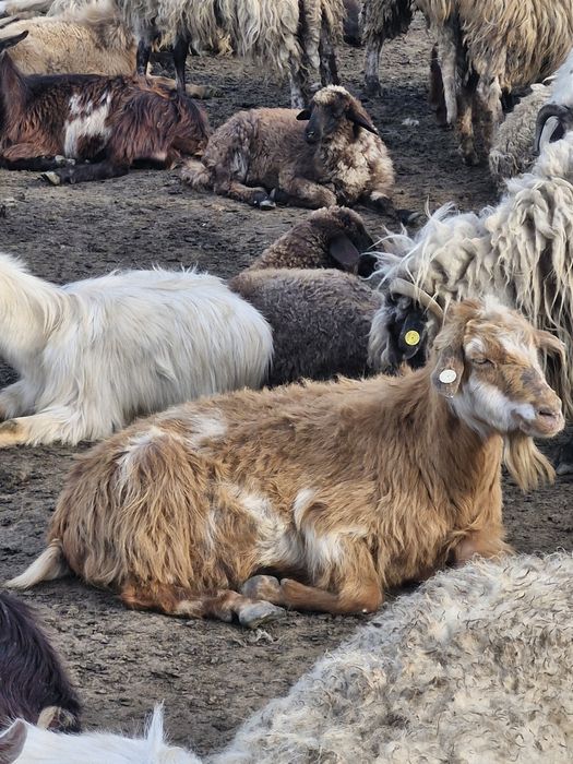 Vand capre de 1 an si iezi intarcati de 1 saptamana