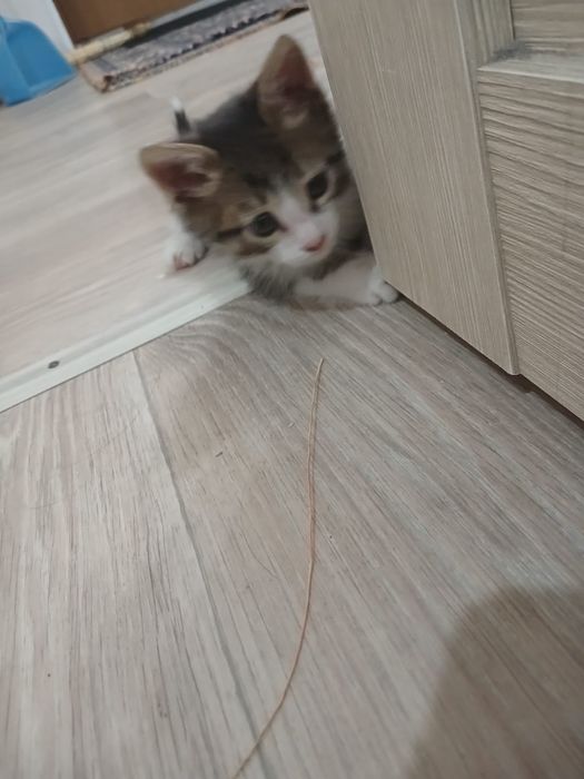 Котёнок маленький