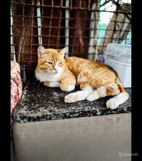 Кошки, коты  в ответственные руки