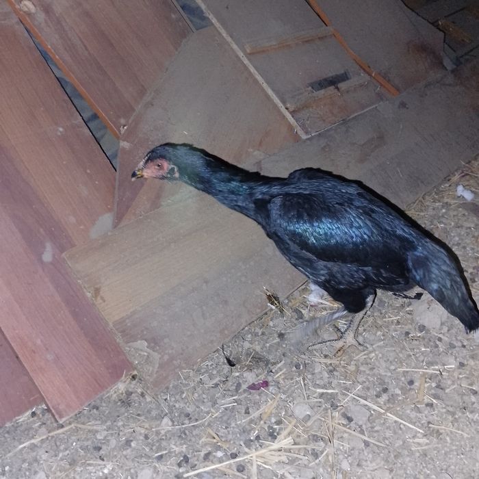 Dakan tovuq sotiladi