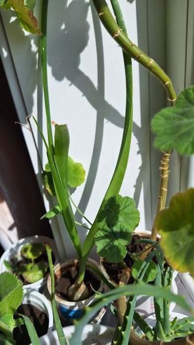 Индийский лук, или китайский.