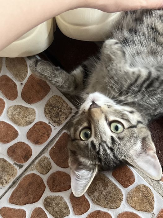 Котенок бесплатно