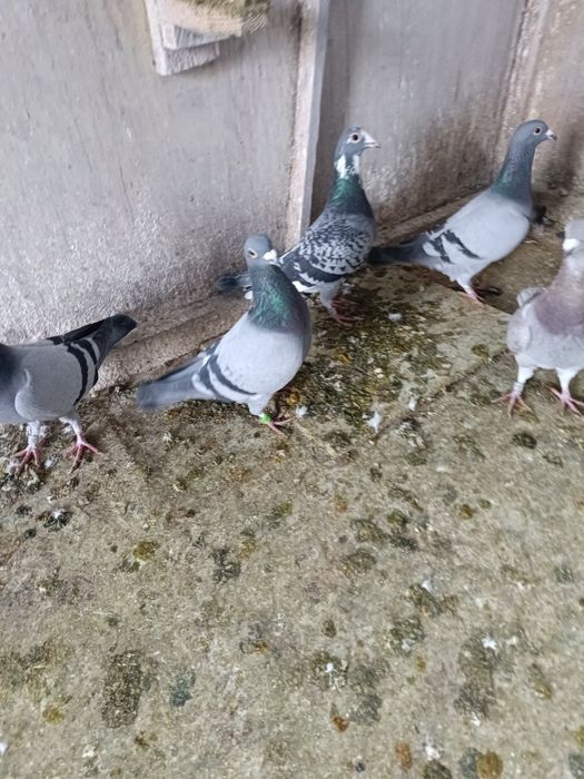 Porumbei cu rezultate deosebite , fond și maraton ( expoziție)