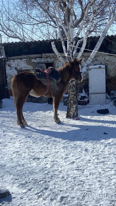 Кунан сатылады мінгі жуас