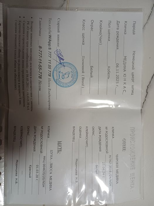 Продаётся щенок немецкого шпица