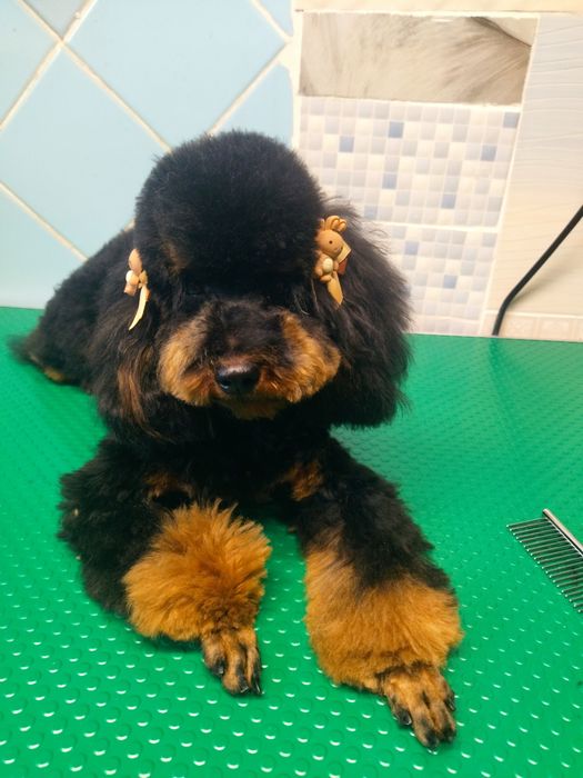 Девочка той пудель