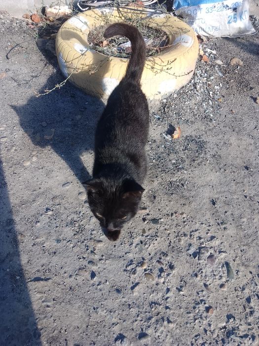 Кошка возраст один год.