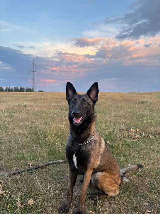 Malinois ciobanesc belgian