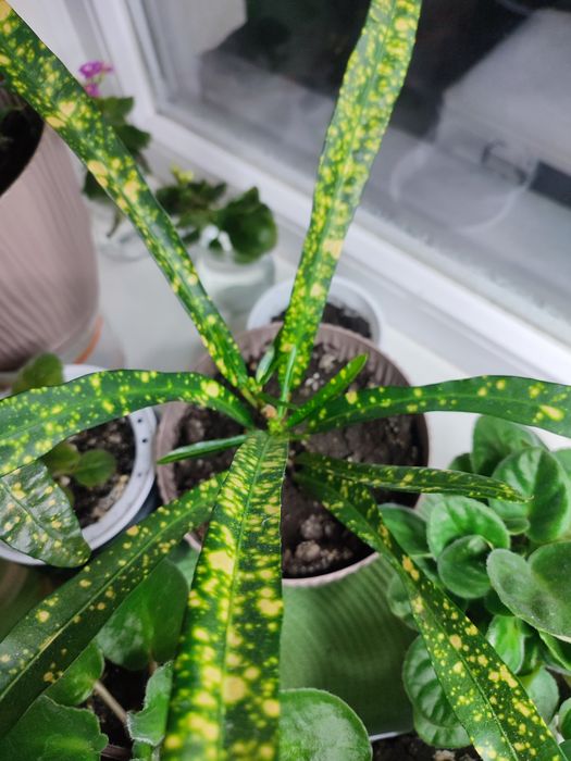 Кротон красивый.