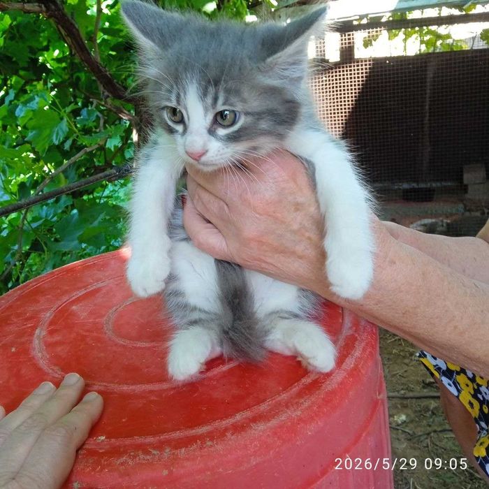 КОТЯТА отдадим в хорошие руки бесплатно!