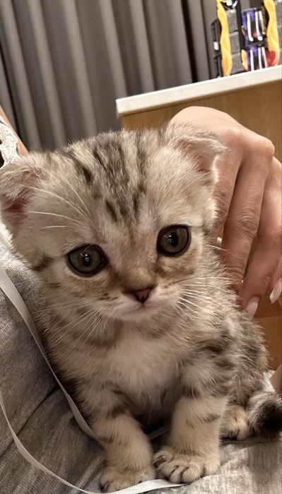 Шотландский вислоухий
