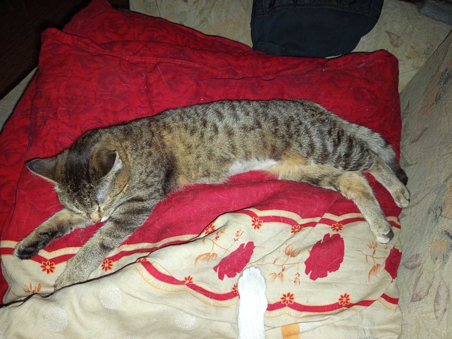 Найдена, ищет хозяев !