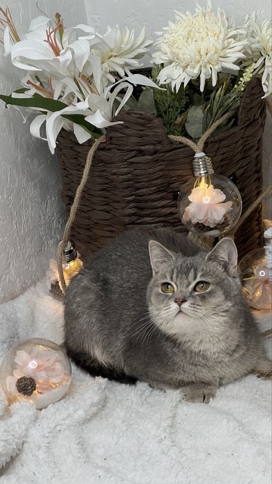 Британская девочка