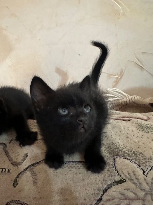 Отдам котят бесплатно