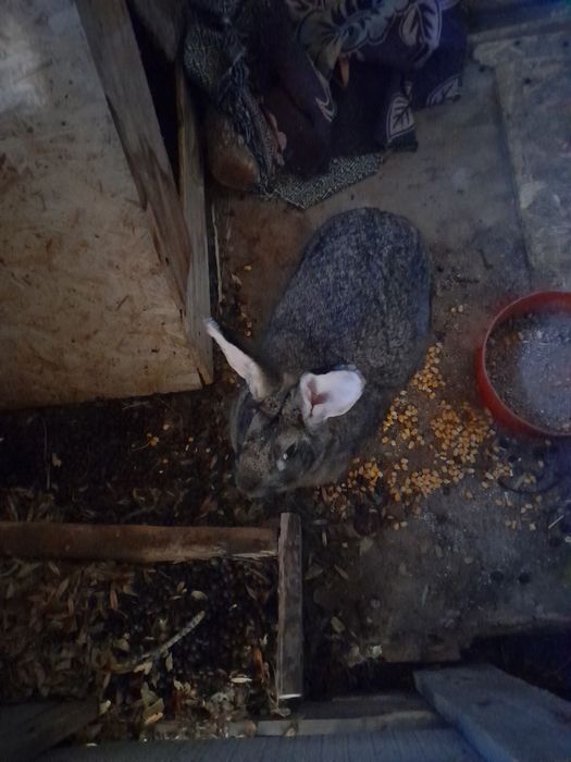 Крольчиха великан, самка