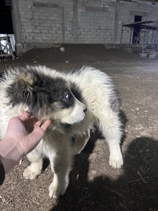 Күшік сатылады 2,5ай линисы мощь