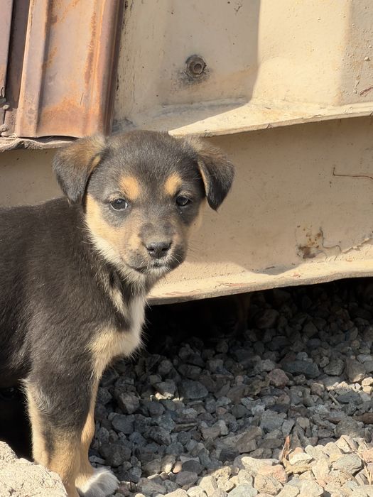 Отдам щенят в хорошие руки