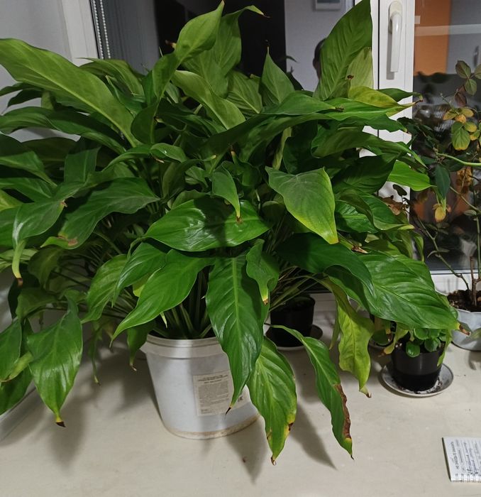 Цветок женское счастье