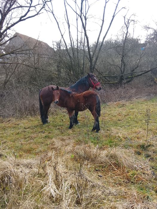 Vând mânz  mai multe detalii in privat la numarul de telefon