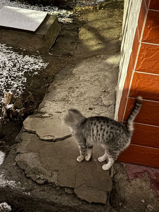 Отдам кошечку бесплатно