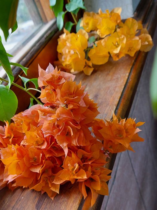 Бугенвиллии разные сорта и размеры