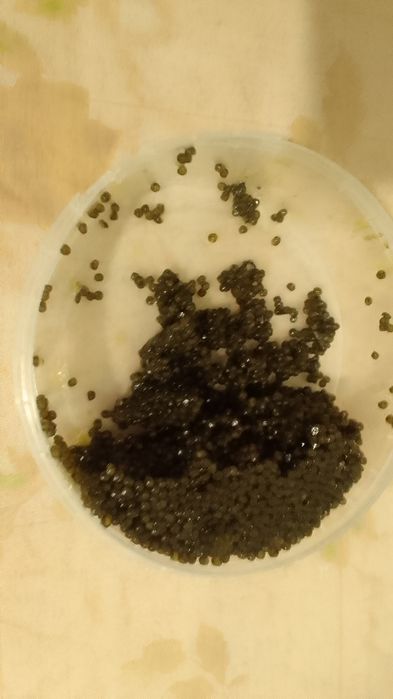 Чёрная вкусная полезная