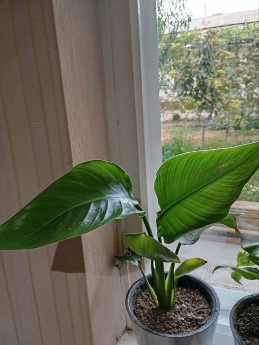 Домашние цветы...