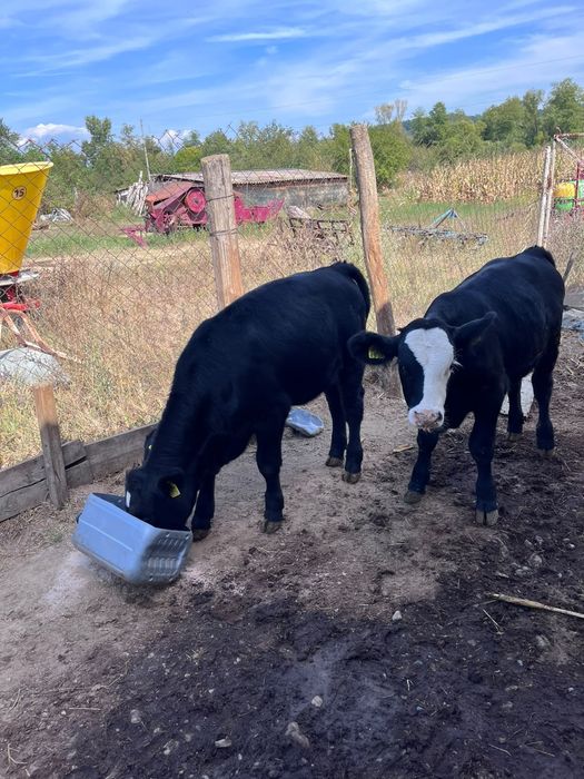 Vând vițel si vitica