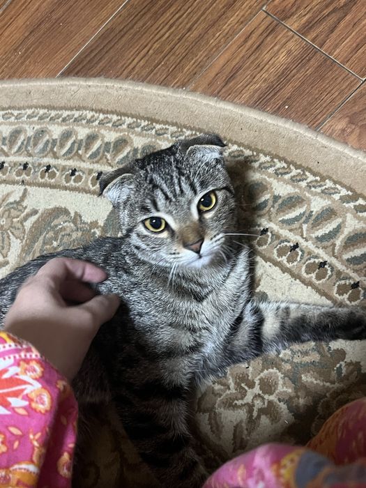 Отдам котенко бесплатно