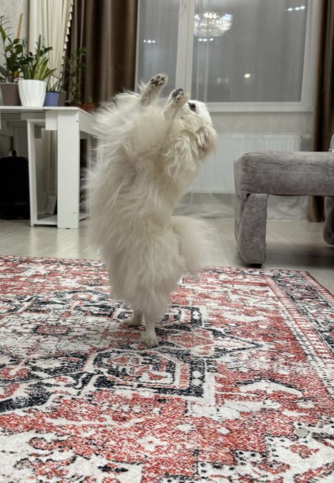 Померанский шпиц