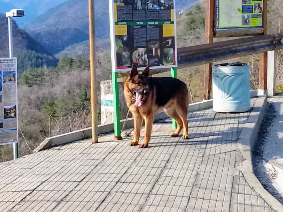 Немска Овчарка много едър представител мъжка