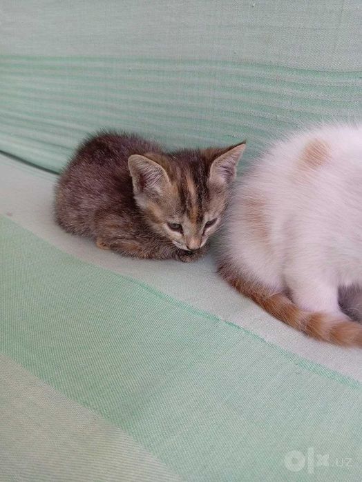 Трое котят 2 месяца