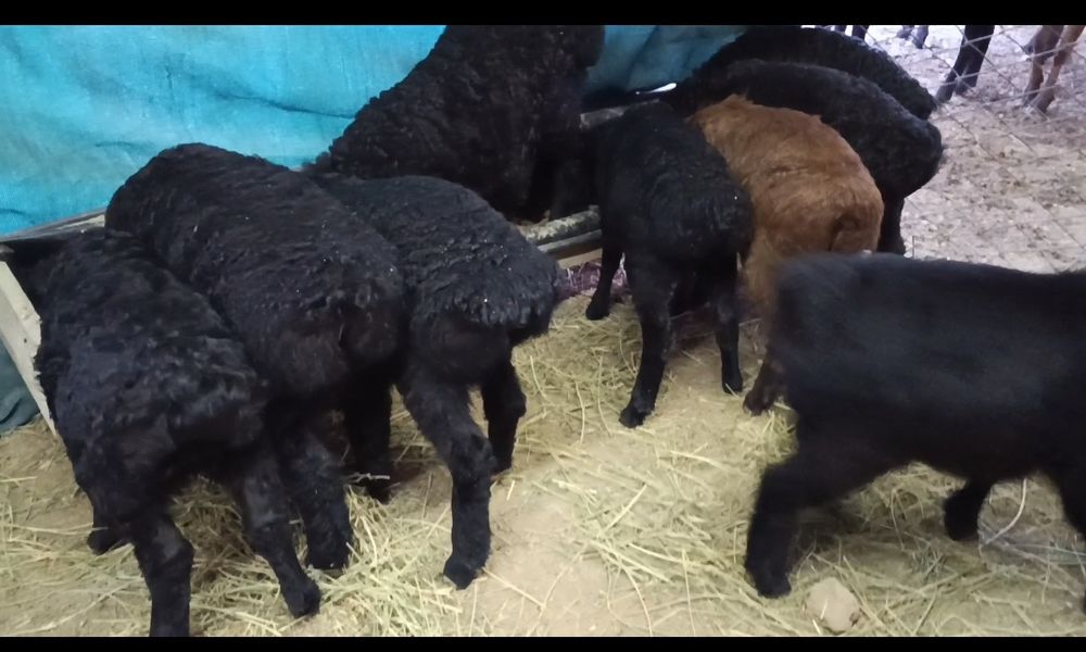 Қозылы қой, қызылар