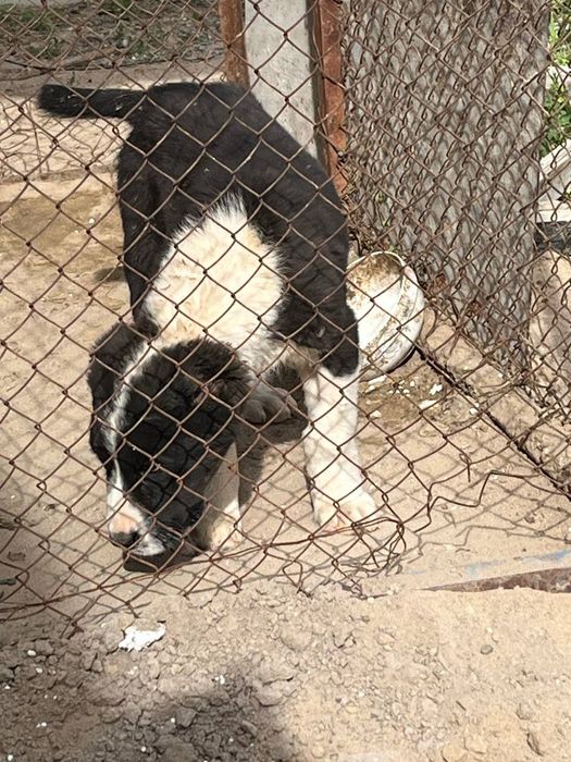 алабай күшік 2-ай