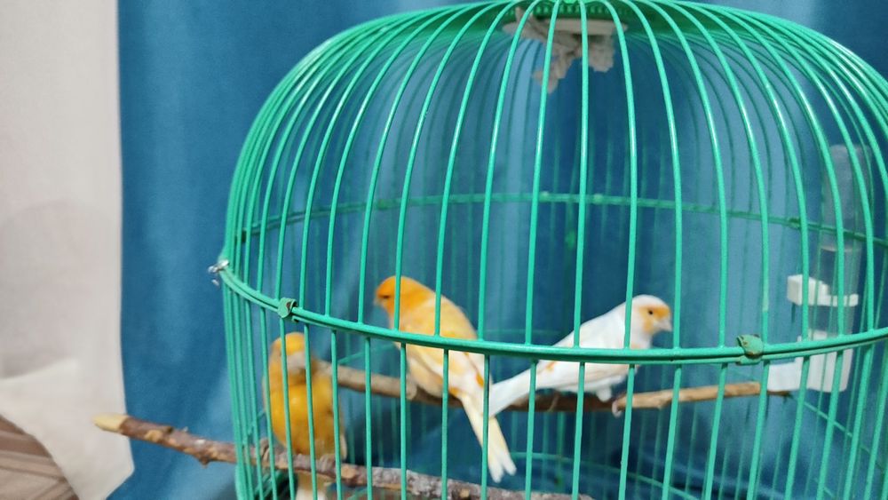 Канарейки кенар канарейка