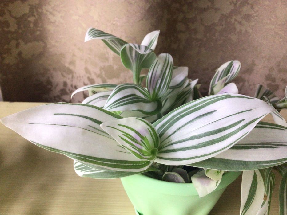 Традесканция Альбовитата