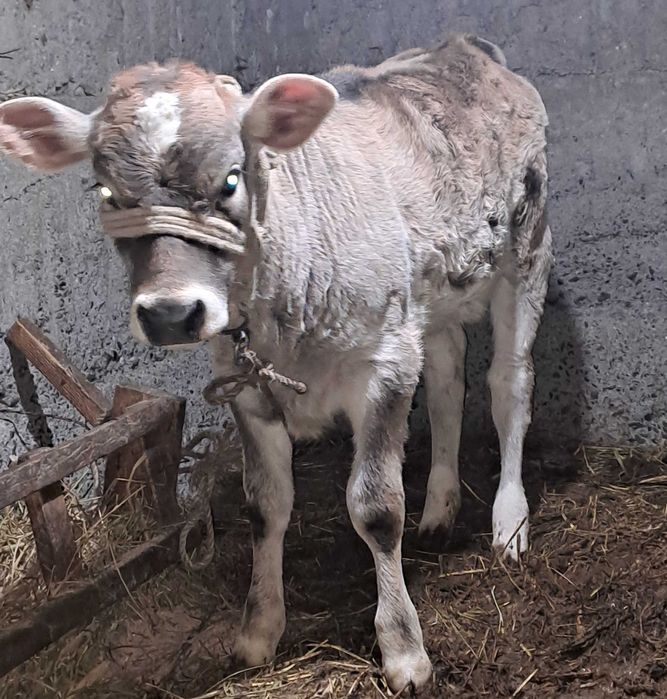 Телочка 3 месяца