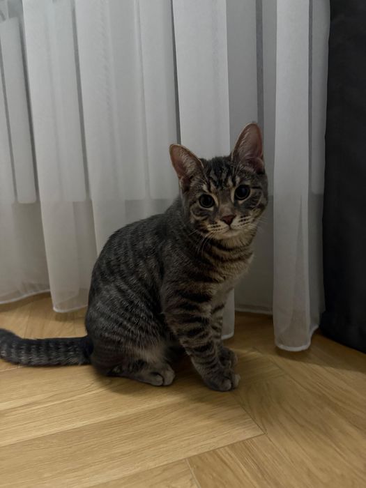 Котенок- мальчик