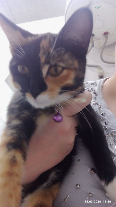 Чья потеряшка,девочка.