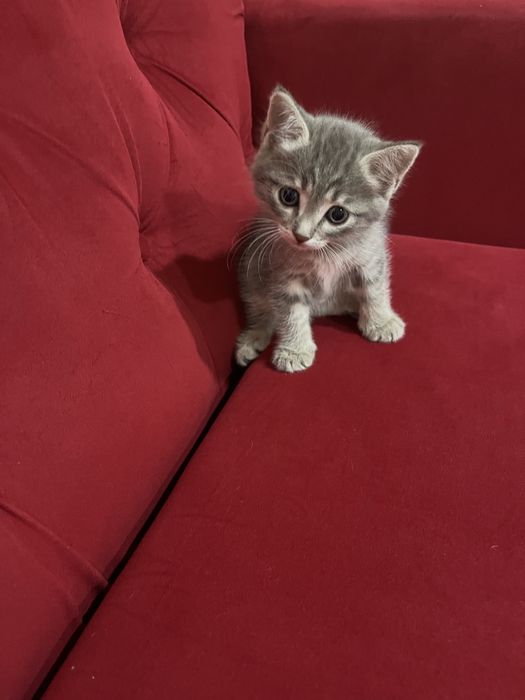 Отдается в добрые руки!!! Мальчик